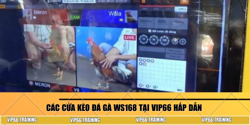 Các cửa kèo đá gà WS168 tại Vip66 hấp dẫn