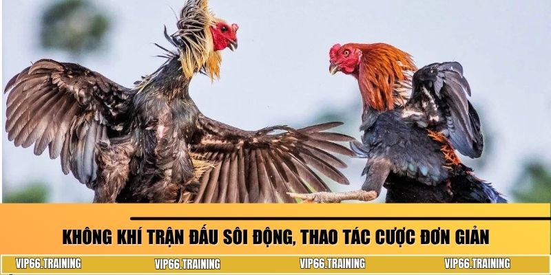 Không khí trận đấu sôi động, thao tác cược đơn giản