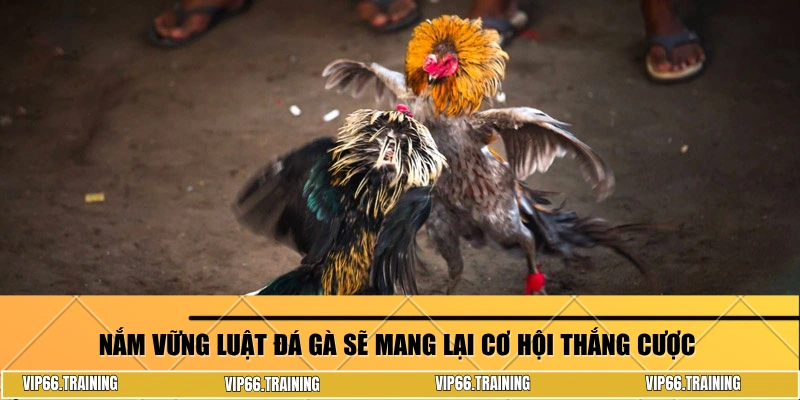 Nắm vững luật đá gà sẽ mang lại cơ hội thắng cược