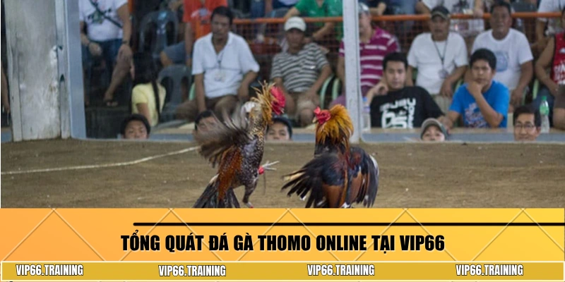 Tổng quát đá gà Thomo online tại Vip66